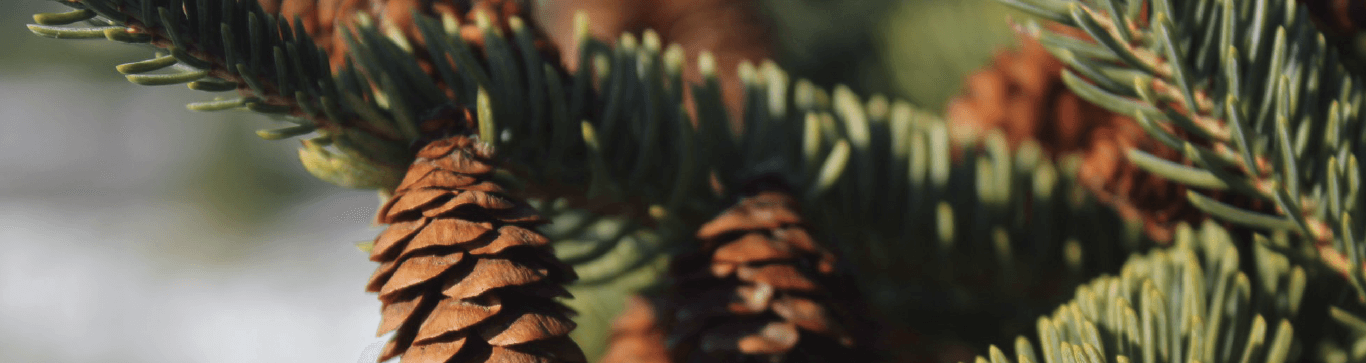 Close-up of a pine branch with several small pinecones.