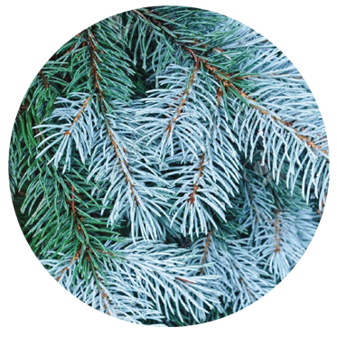 Colorado Blue Spruce