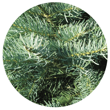 Concolor Fir
