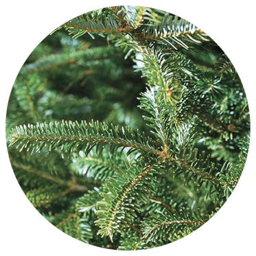 Fraser Fir