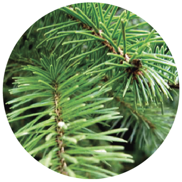 Norway Spruce