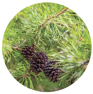 Scotch Pine