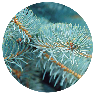 White Spruce