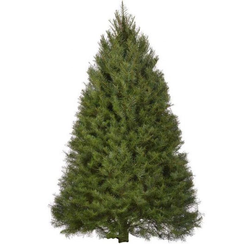 Douglas Fir Christmas Tree
